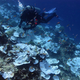 Científicos han encontrado una táctica que resucita a los arrecifes de coral muertos. Se trata de poner altavoces en el fondo del mar.